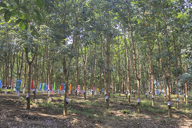 Sau 9 năm bắt đầu thực hiện triển khai dự án phát triển cao su, rừng cao su tại miền núi phía Bắc đã có thể bắt đầu thu hoạch. Ảnh Trần Vương